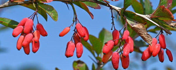 Berberine